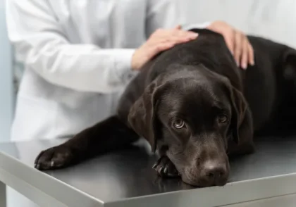 سندروم اتساع معده و ولولوس در سگ