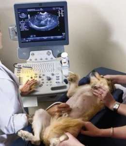 جزوه رادیولوژی دانشگاه تهران