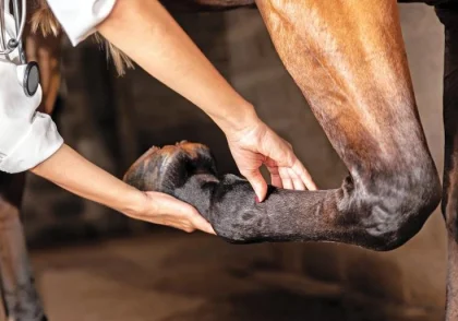 جزوه لنگش دانشگاه تهران