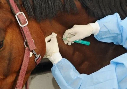 جزوه جراحی دام بزرگ تهران