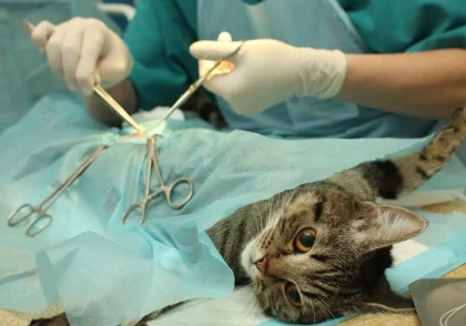 جزوه اصول جراحی دانشگاه تهران