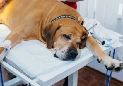 جزوه اصول هوشبری تهران